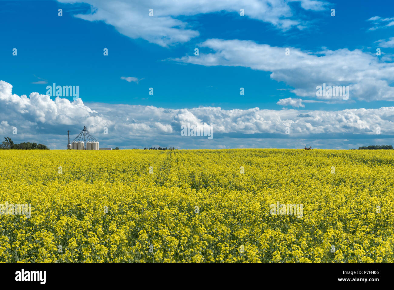 Rotwild durch ein Rapsfeld in Blüte springen mit Dünger Staufächer im Hintergrund außerhalb von Swift Current, Saskatchewan, Kanada Stockfoto