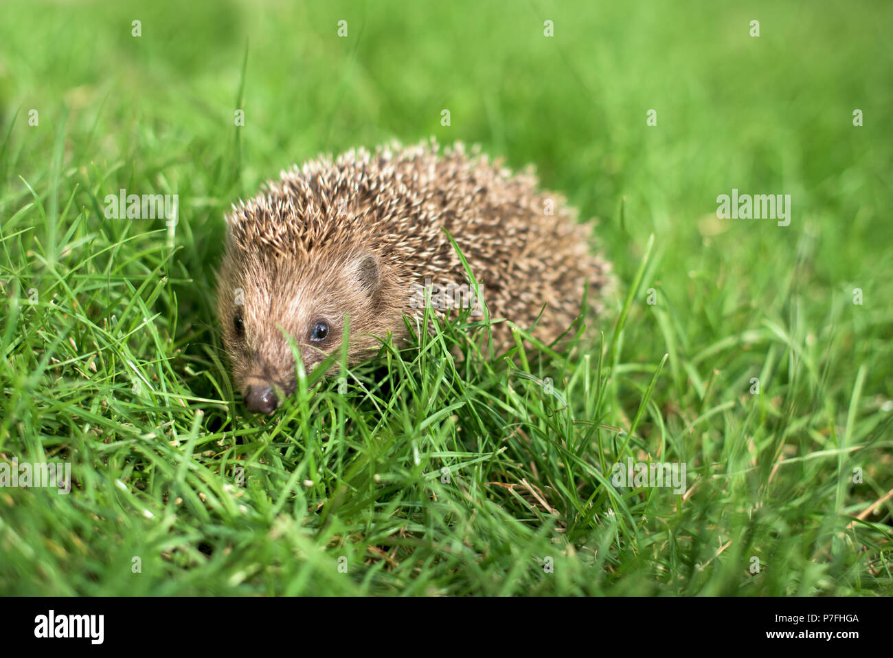 Rare hedgehog Fotos und Bildmaterial in hoher Auflösung Alamy