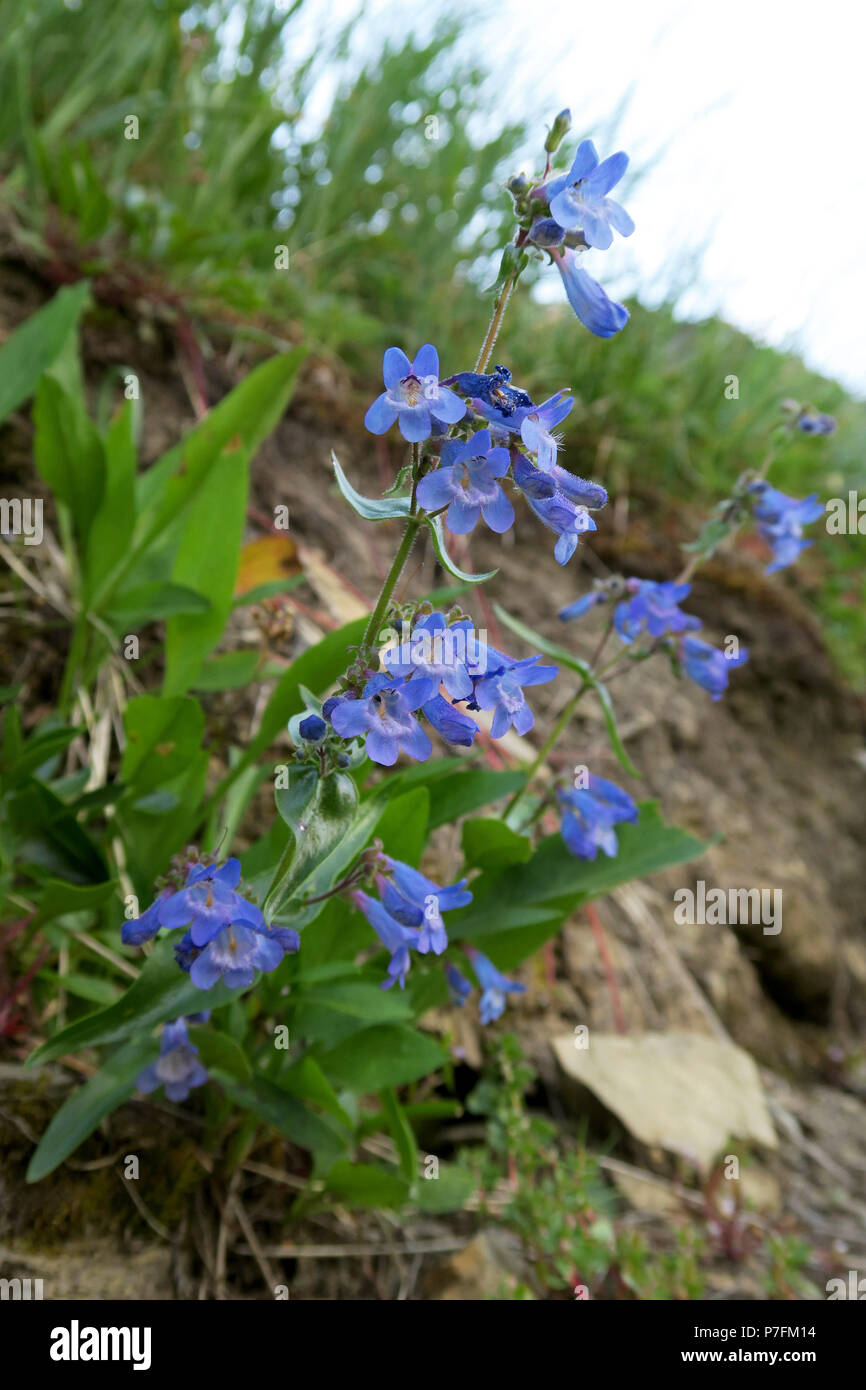 Alberta penstemon, Glacier National Park Stockfoto