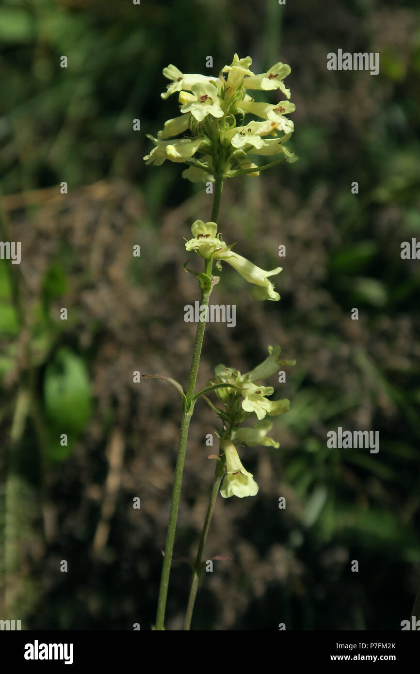 Blass gelb Penstemon, Glacier National Park Stockfoto