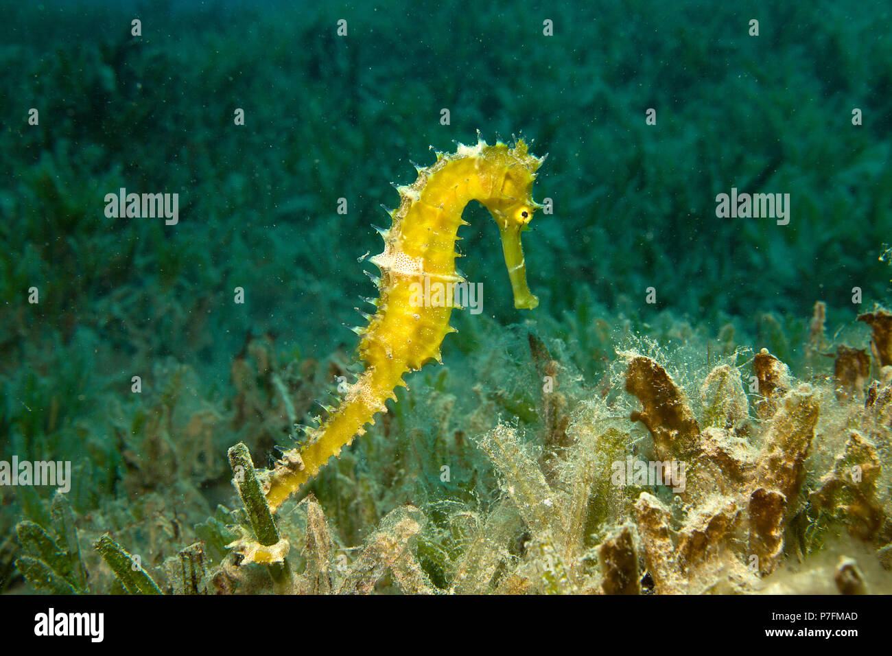 Jayakar Der Seepferdchen Hippocampus Jayakari In Sea Grass Marsa Alam Rotes Meer Agypten Stockfotografie Alamy