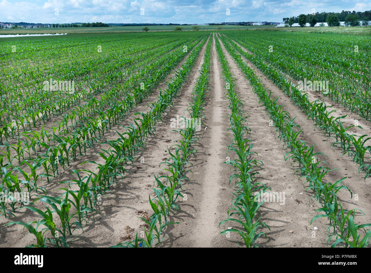 Feld mit Keimen Mais (Zea mays), Bayern, Deutschland Stockfoto