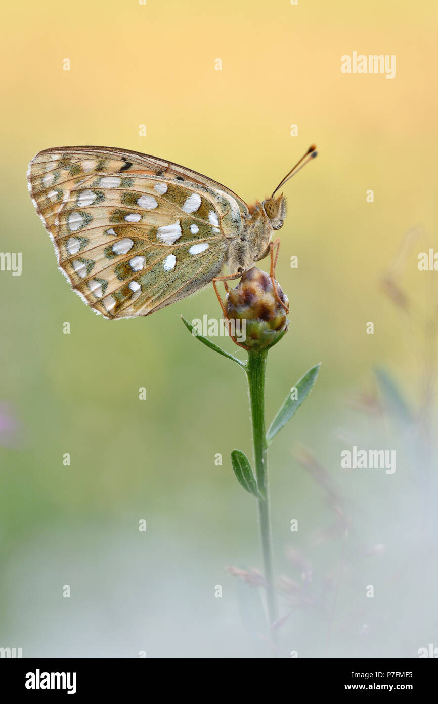 Dunkelgrün Fritillary (ceriagrion Doris) sititing auf einer Blume, Biosphärenreservat Mittlere Elbe, Dessau-Roßlau, Deutschland Stockfoto