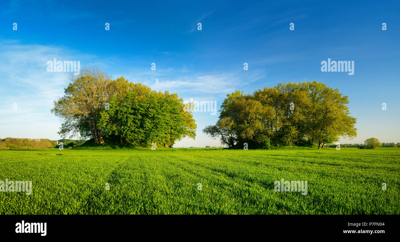 Feld Struktur mit Bronzezeitlichen Grabhügel im Frühling, frisch grün, Woorker Berge, das größte zusammenhängende Gräberfeld in Stockfoto