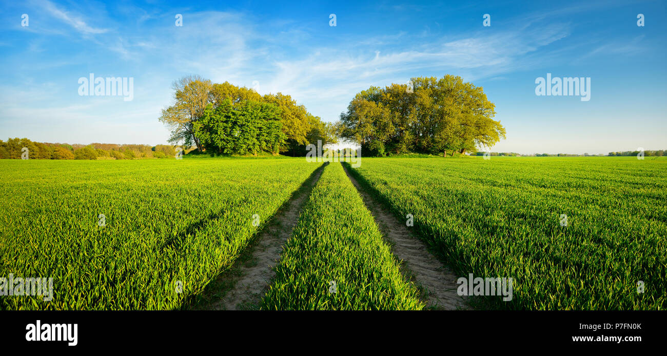 Feld Struktur mit Bronzezeitlichen Grabhügel im Frühling, frisch grün, Traktor weg führt ins Bild, Woorker Berge, die Stockfoto