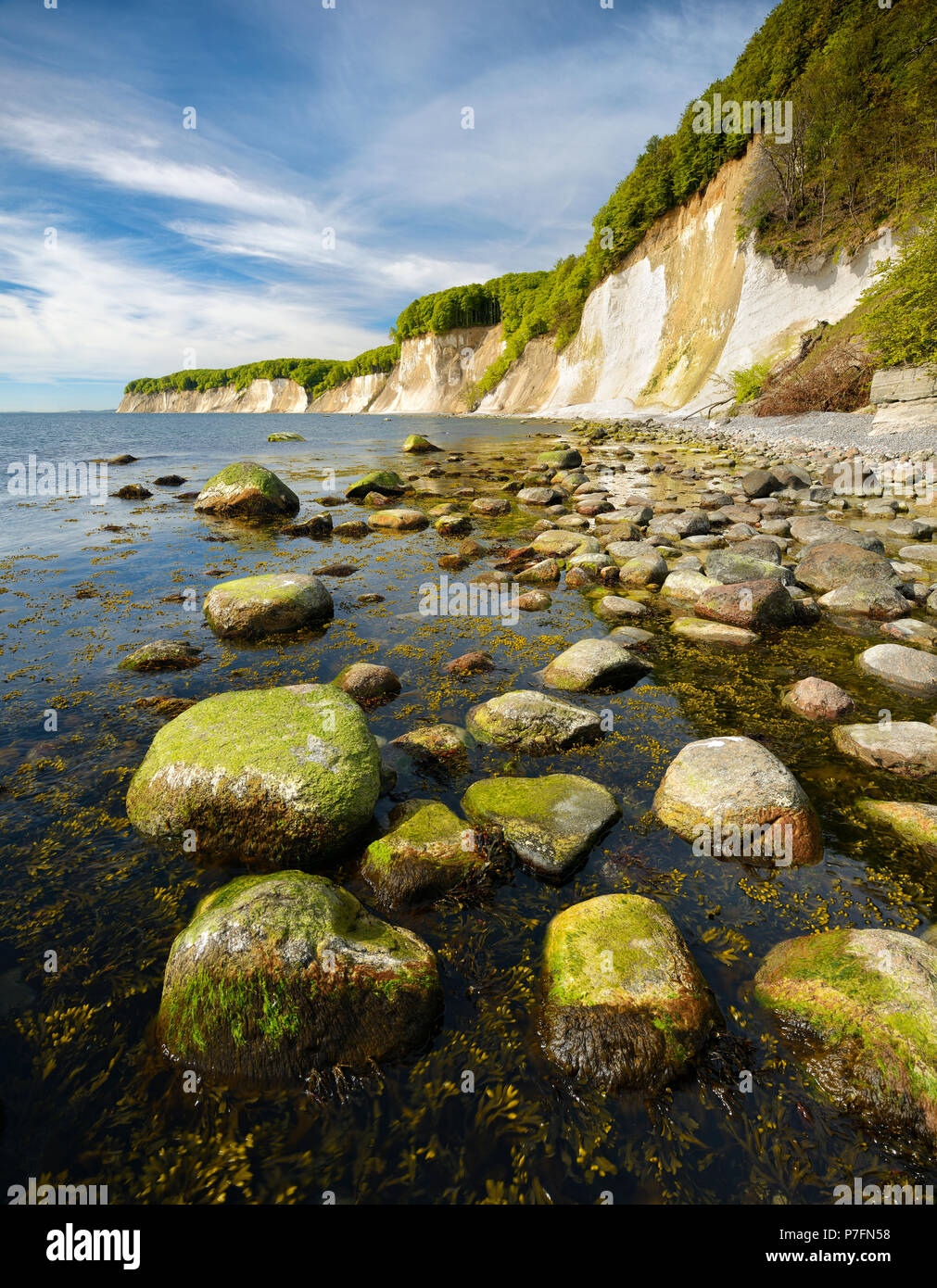 Steine mit Algen am Ufer der Ostsee vor der Kreidefelsen der Klippen, Nationalpark Jasmund Stockfoto
