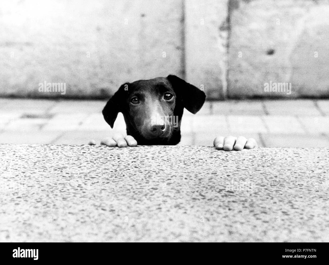 Der Hund den Kopf mit den Händen über Wand, Ca. 1980, Berlin, DDR, Deutschland Stockfoto