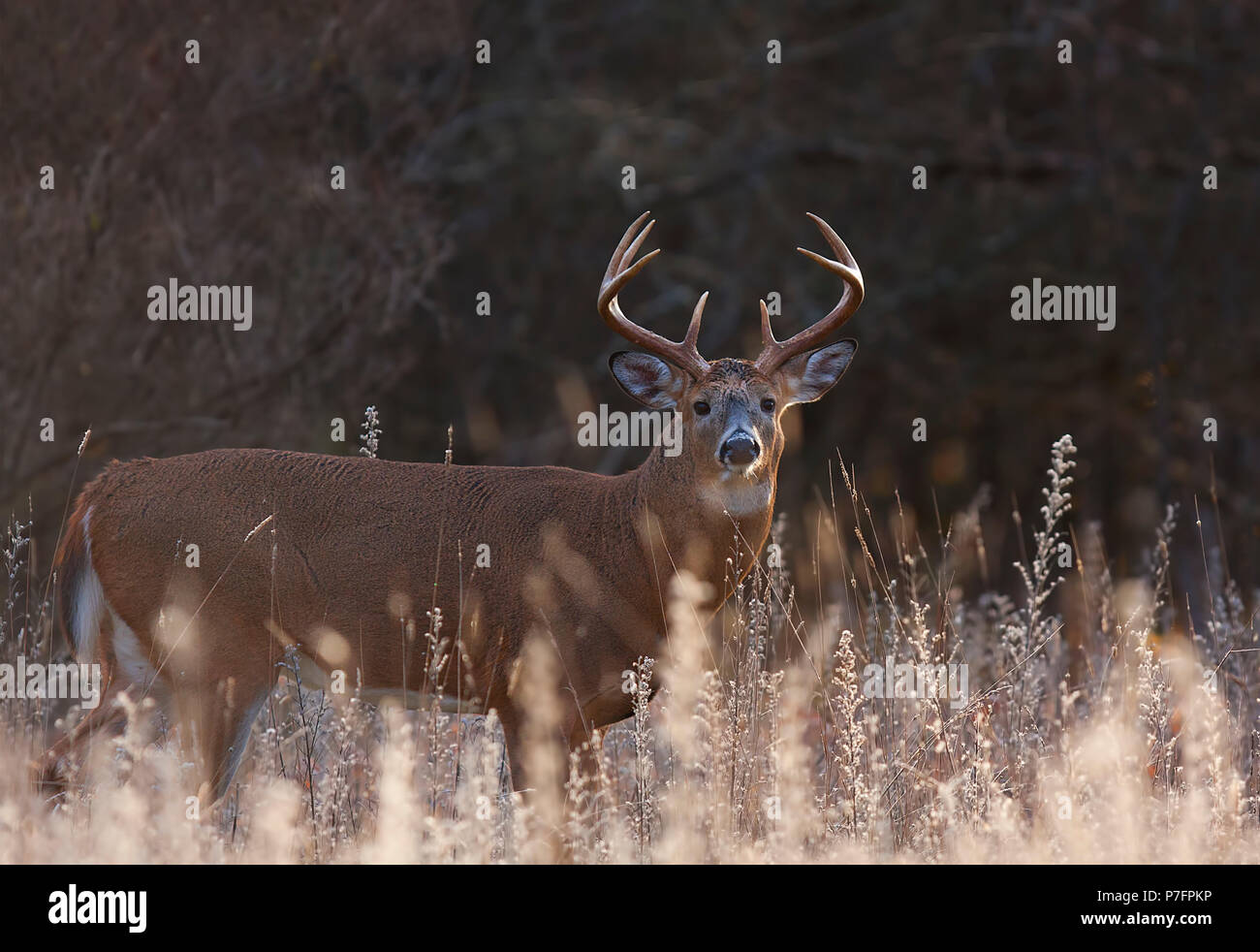 Weißwedelhirsche buck stehen auf einer Wiese im Herbst rut in Kanada Stockfoto