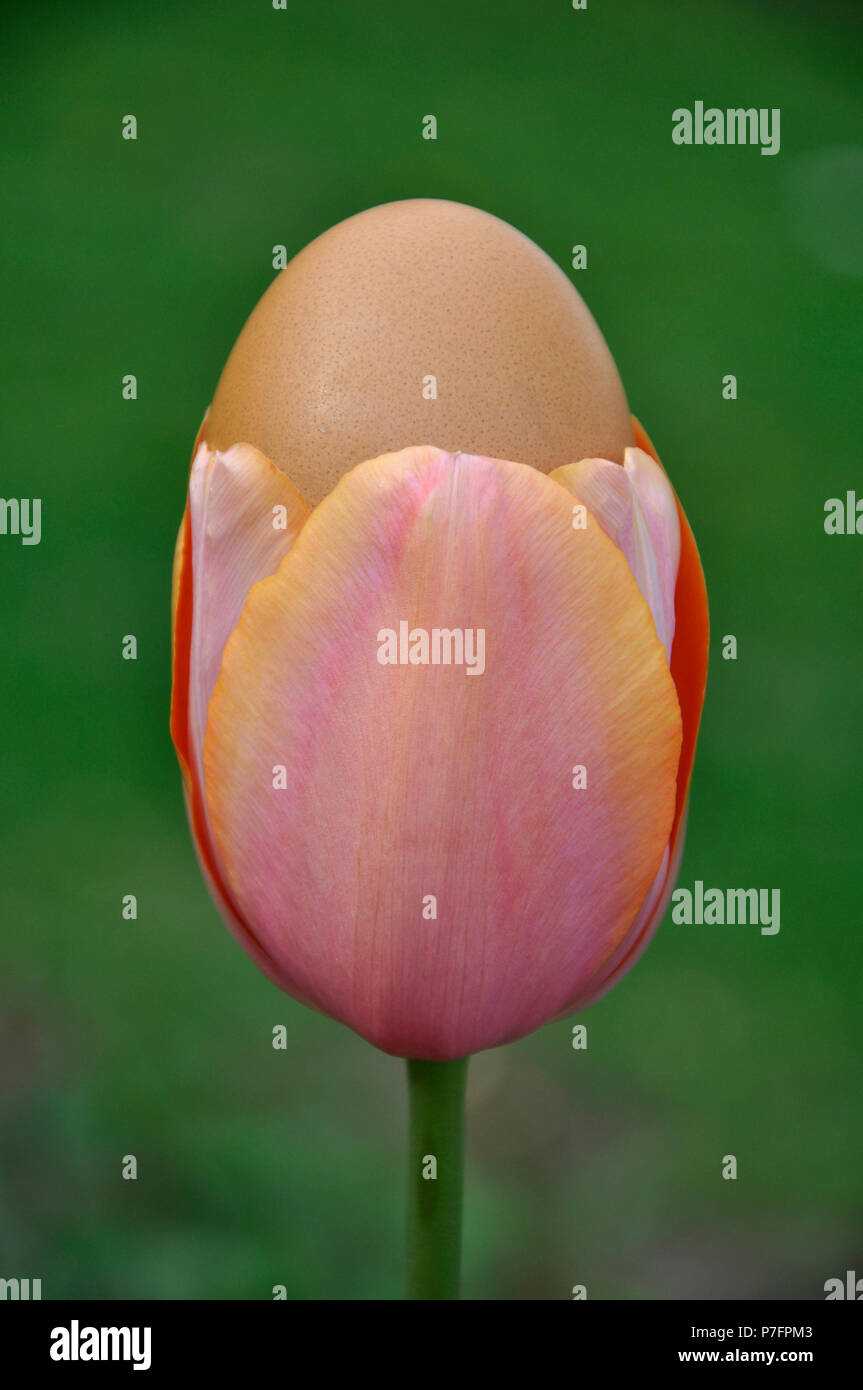 Symbol Bild Ostern, Tulip mit Hühnerei, Deutschland Stockfoto