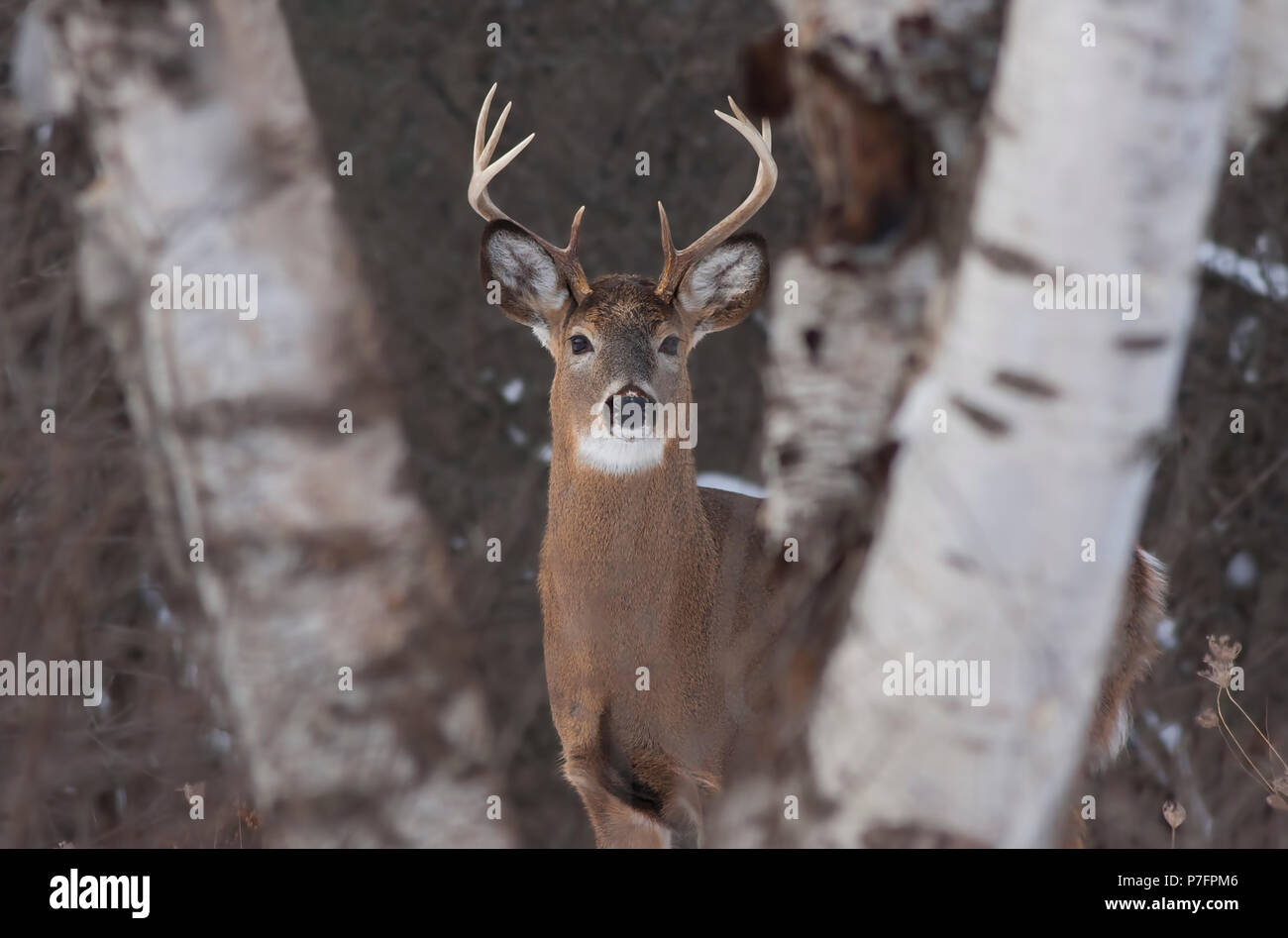 Weißwedelhirsche buck stehen auf einer Wiese im Herbst rut in Kanada Stockfoto