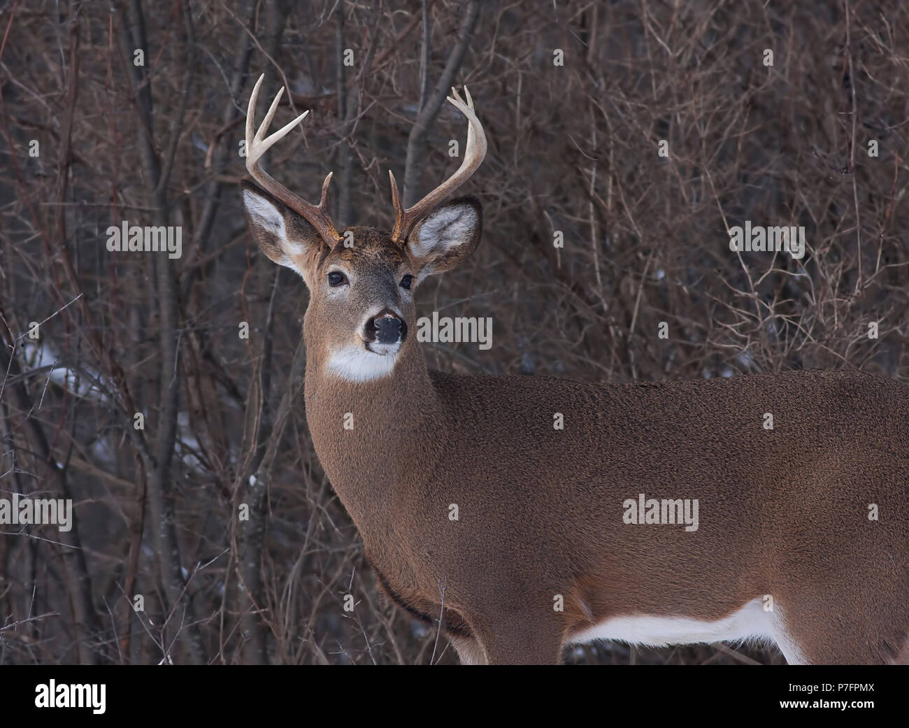 Weißwedelhirsche buck stehen auf einer Wiese im Herbst rut in Kanada Stockfoto