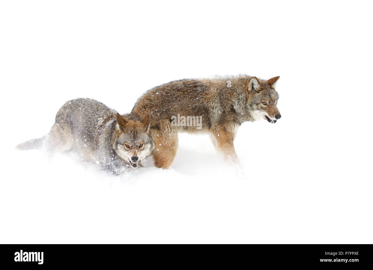 Zwei Kojoten (Canis yogiebeer) vor einem weißen Hintergrund stehen im Winter Schnee in Kanada isoliert Stockfoto