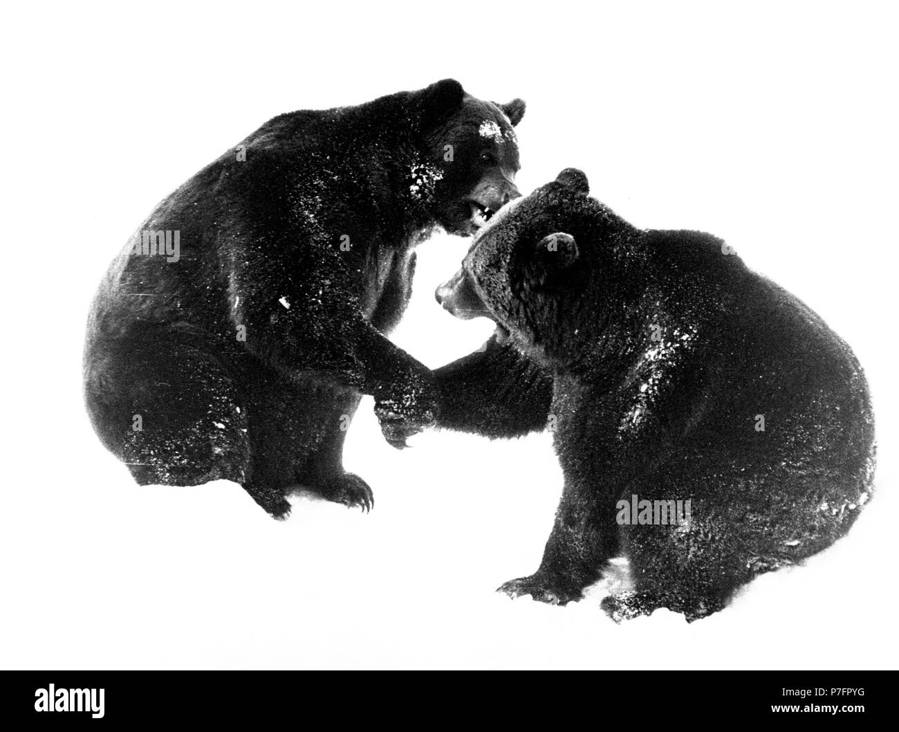 Zwei Braunbären geben einander die Pfoten für Anrede, Ca. 1970 s, genaue Ort unbekannt, Österreich Stockfoto