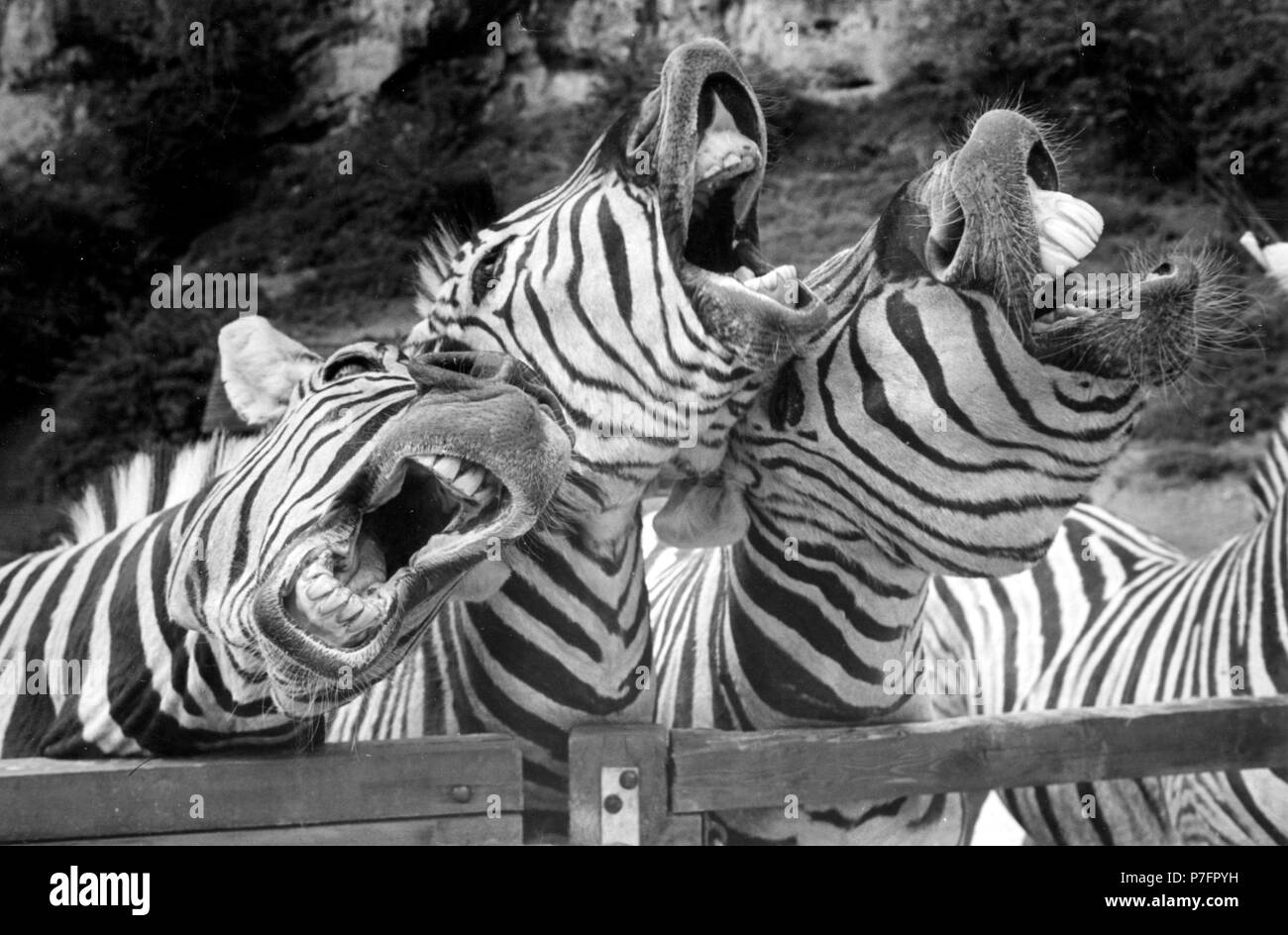 Singende Zebras, Ca. 1970 s, genaue Ort unbekannt, Österreich Stockfoto