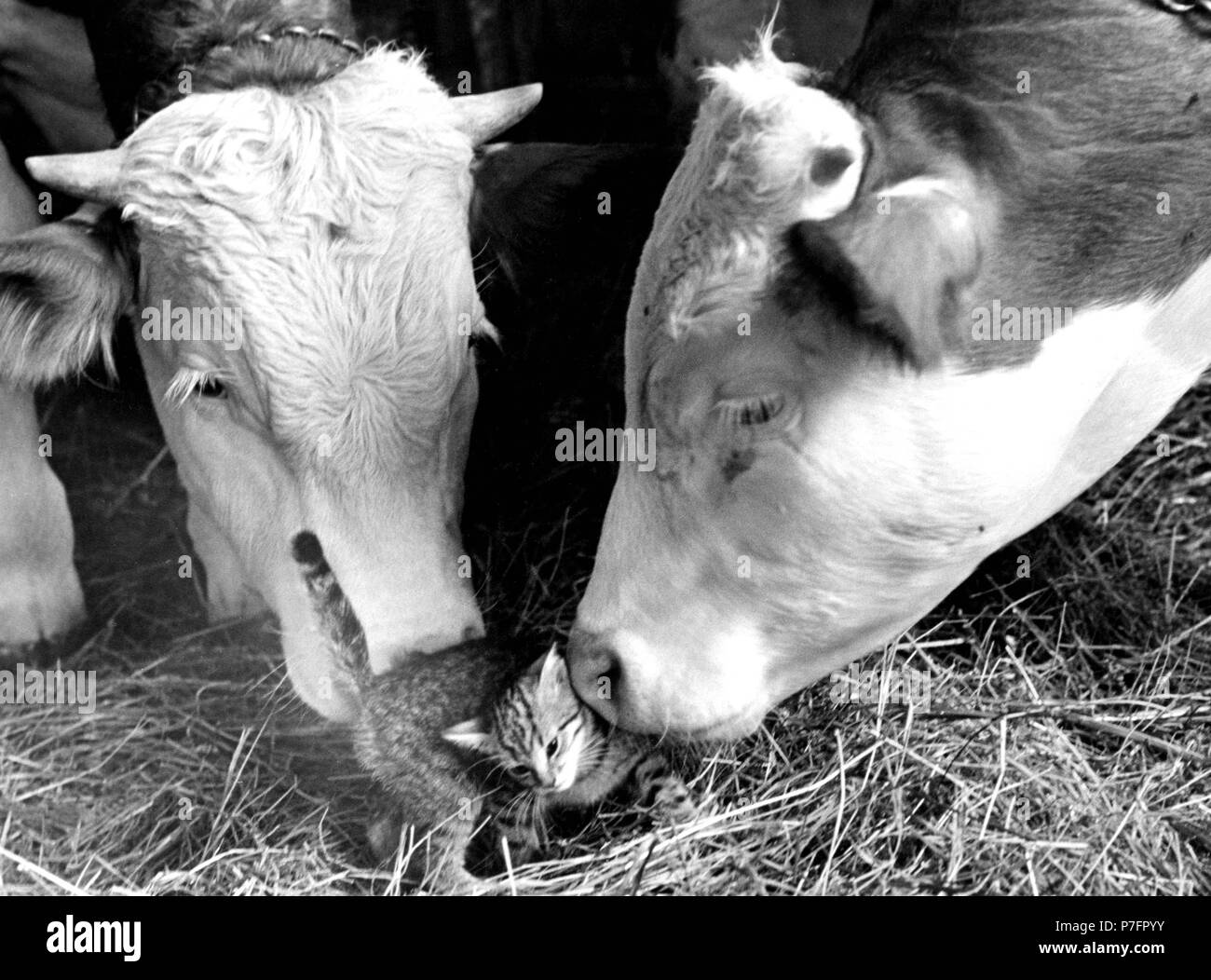 Zwei Kühe Streicheln mit Kätzchen, Ca. 1970 s, genaue Ort unbekannt, Österreich Stockfoto