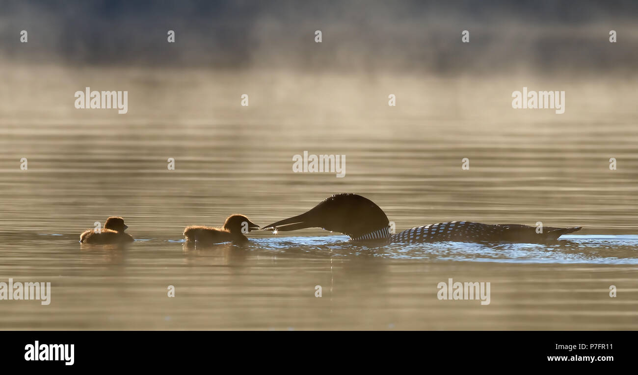 Gemeinsame Eistaucher (Gavia Immer) Schwimmen mit Küken hinter ihr in Kanada Stockfoto