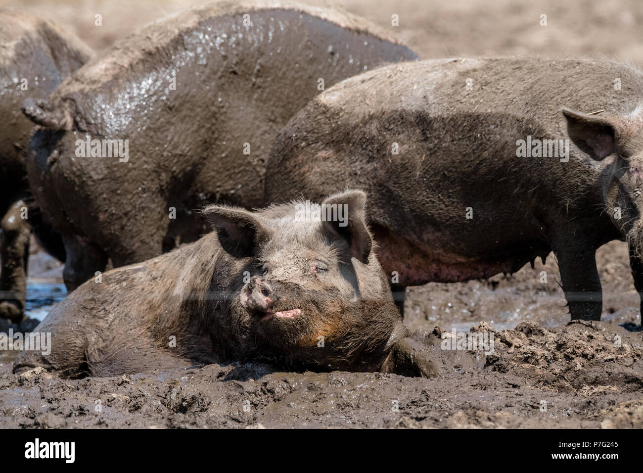 Ollerton, Nottinghamshire, England. 6. Juli 2018. Bauernhof Schweine nehmen ein Schlammbad Abkühlen als das warme und sonnige Wetter erreicht in der Nähe von 30 Grad Celsius in den meisten Teil des britischen Alan Beastall/Alamy leben Nachrichten Stockfoto