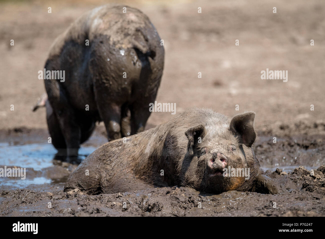 Ollerton, Nottinghamshire, England. 6. Juli 2018. Bauernhof Schweine nehmen ein Schlammbad Abkühlen als das warme und sonnige Wetter erreicht in der Nähe von 30 Grad Celsius in den meisten Teil des britischen Alan Beastall/Alamy leben Nachrichten Stockfoto