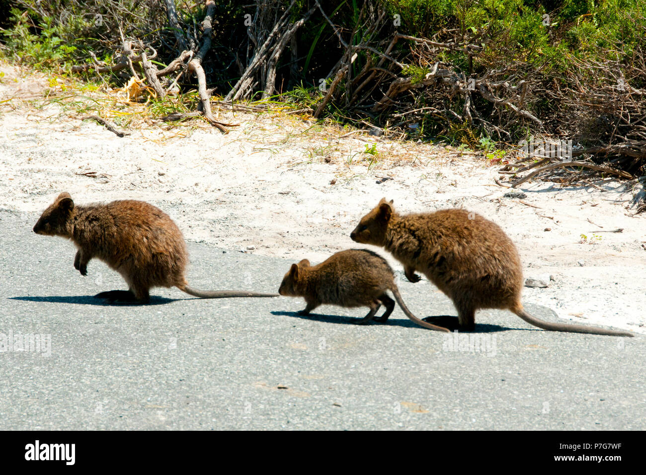 Kookaburras - Rottnest Island - Australien Stockfoto