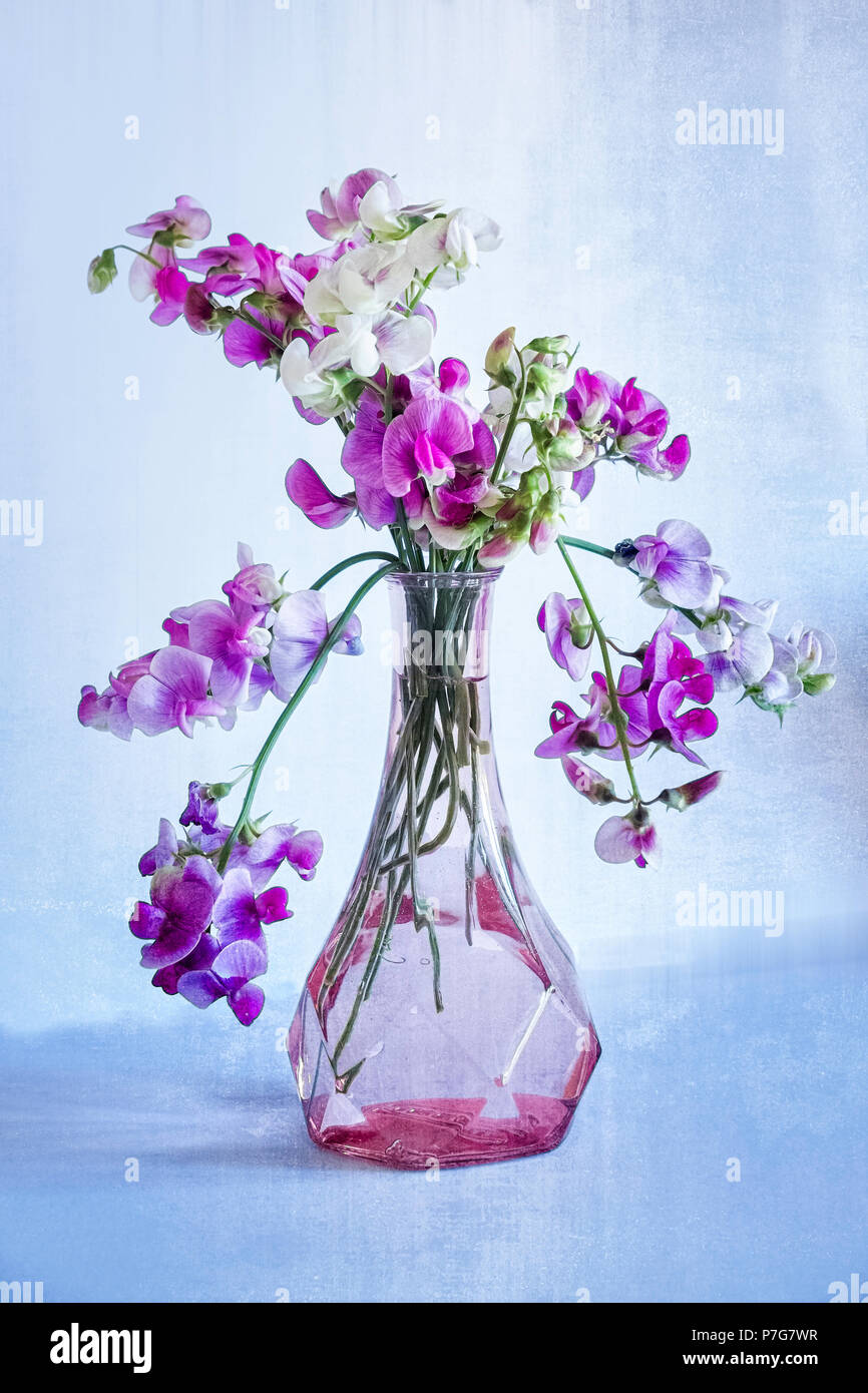 Sweet Pea Pastell. Stockfoto