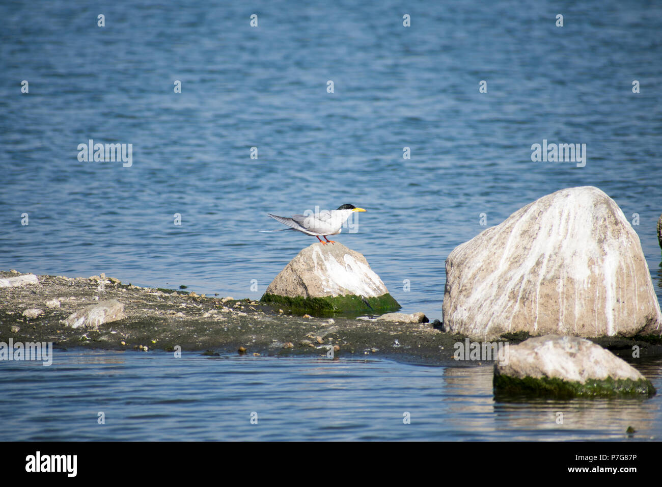 Fluss tern (Sterna aurantia) auf Rock Stockfoto