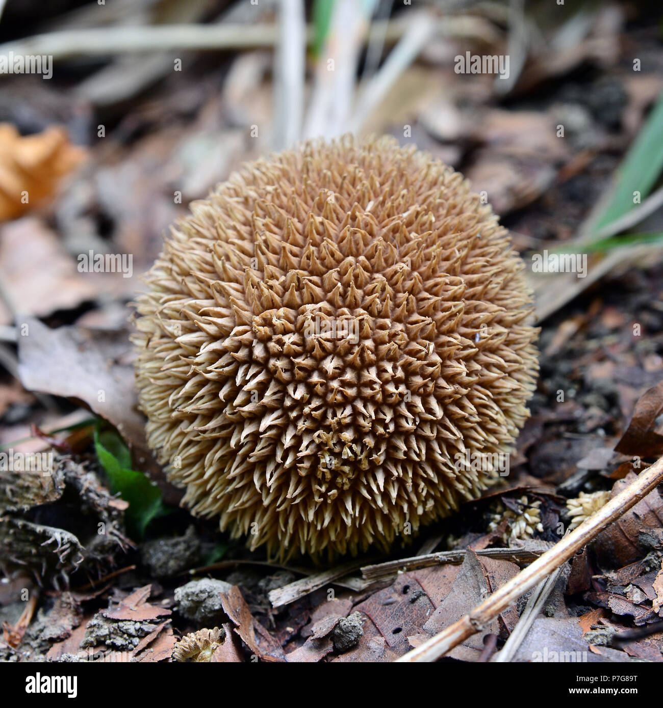 Lycoperdon echinatum, die stachelige Pilz im Wald Stockfoto