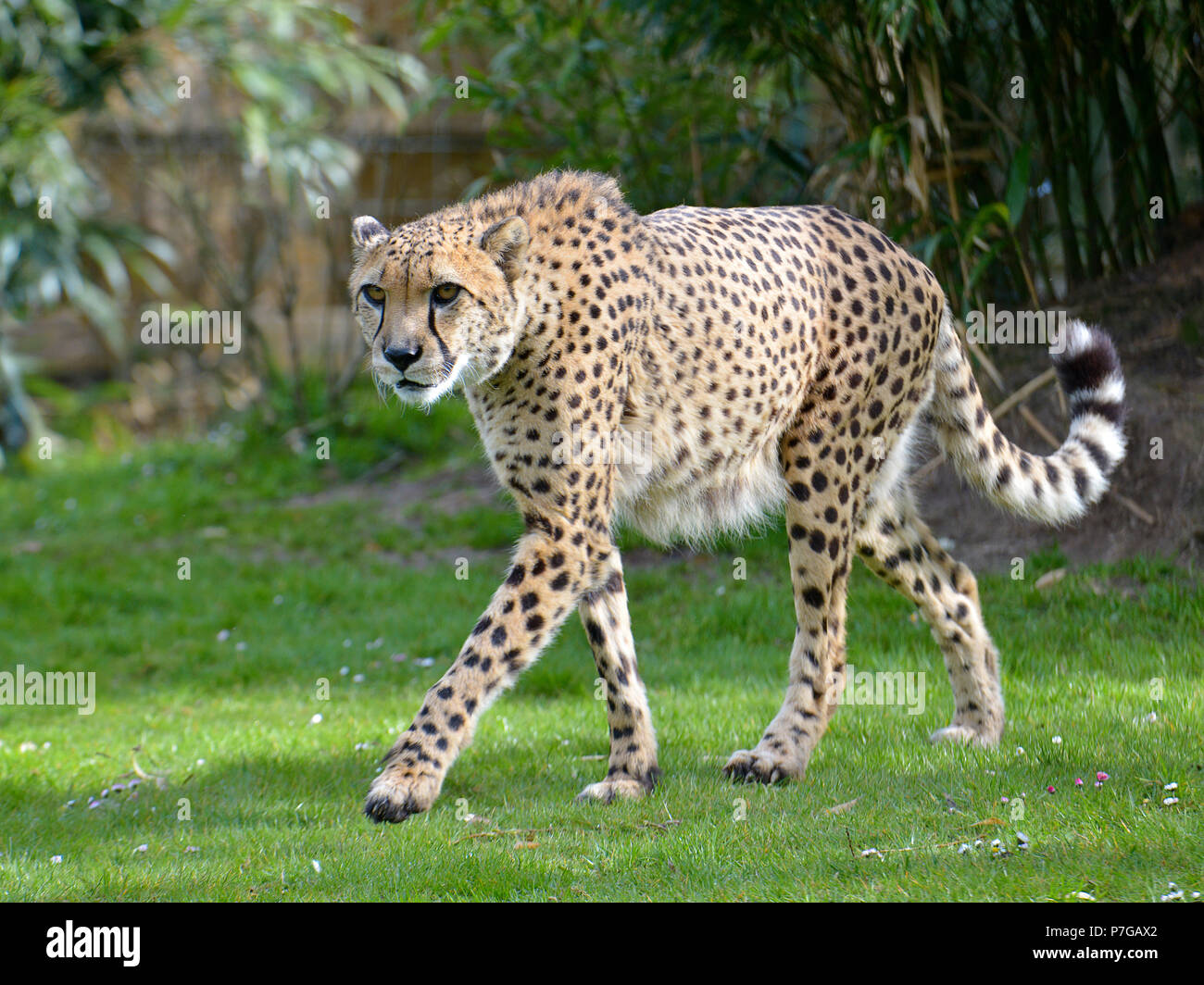 Closeup vorne afrikanischen Cheetah (Acinonyx Jubatus) zu Fuß auf dem Rasen Stockfoto