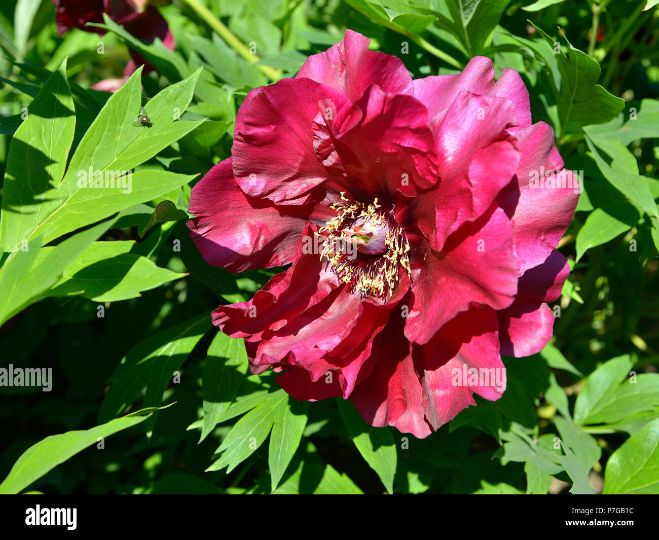 Closeup rote chinesische Pfingstrose (Paeonia lactiflora) Stockfoto