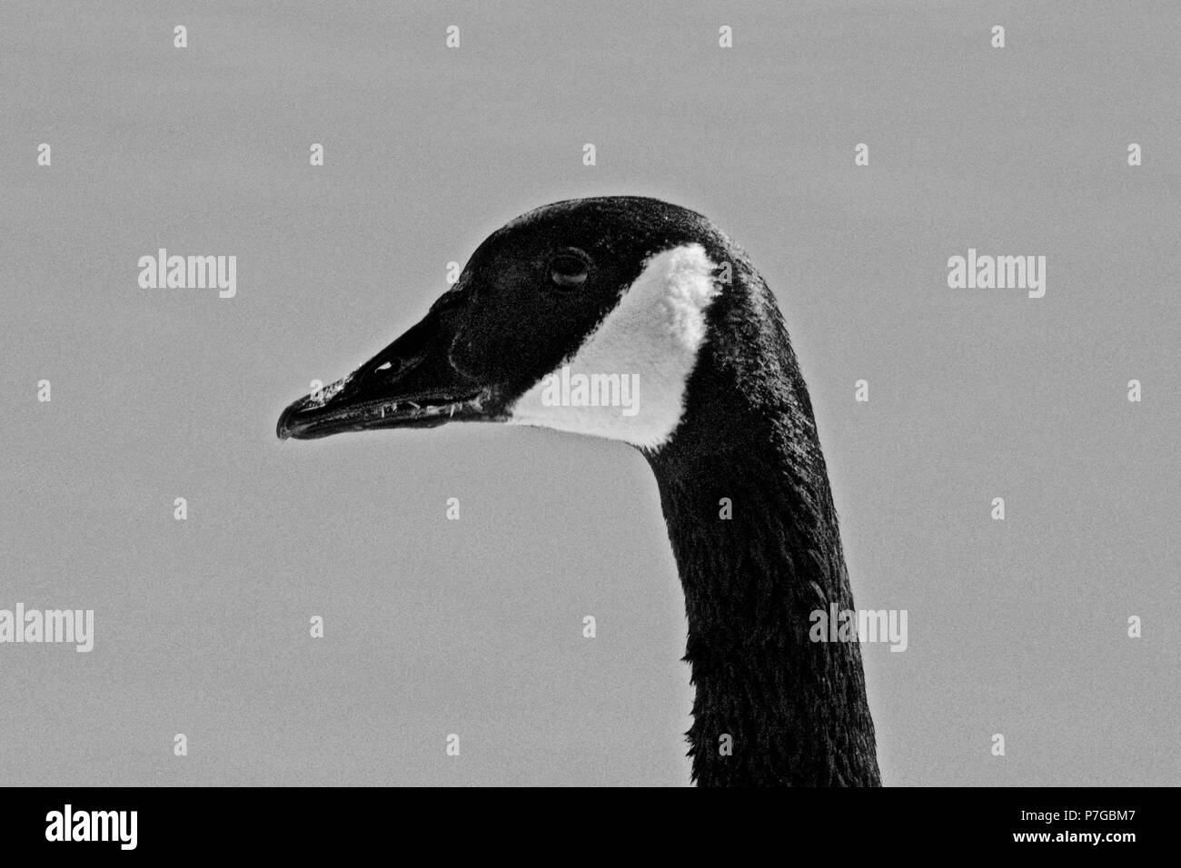 Kanadagans, Lindsey City Park Public Angelsee, Canyon, Texas Stockfoto