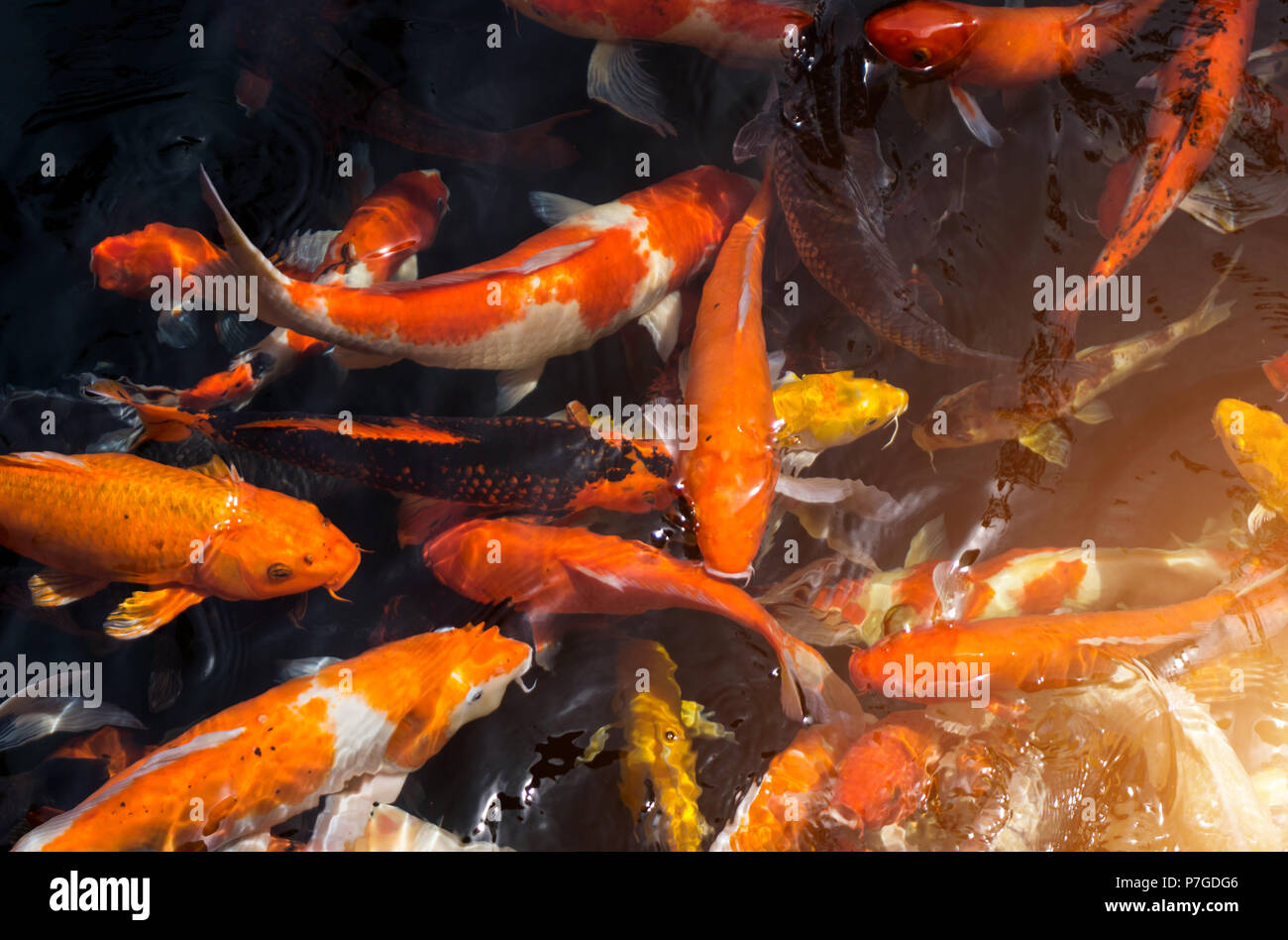 Viele phantastische Karpfen oder Namens Koi Fische schwimmen im Karpfenteich. Stockfoto