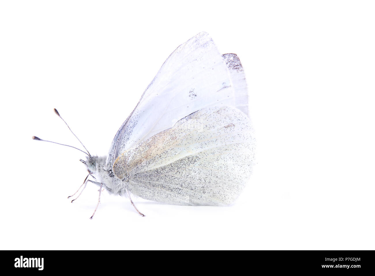 Kohl oder Wittling Kohl (Pieris brassicae) - ein Schmetterling aus der Familie der Whitecaps Stockfoto