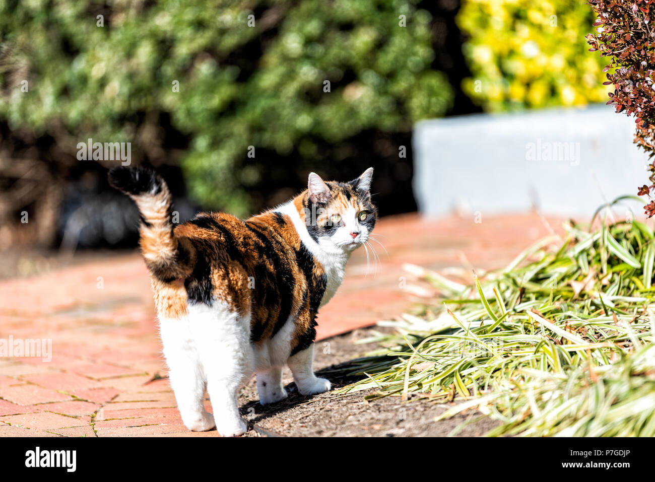 Neugierig Calico Katze draußen, im Freien, im Garten stehen, Augen, gepflasterter Weg, mit Büschen, vor oder Hinterhof oder Haus, an der Kamera auf der Suche Stockfoto