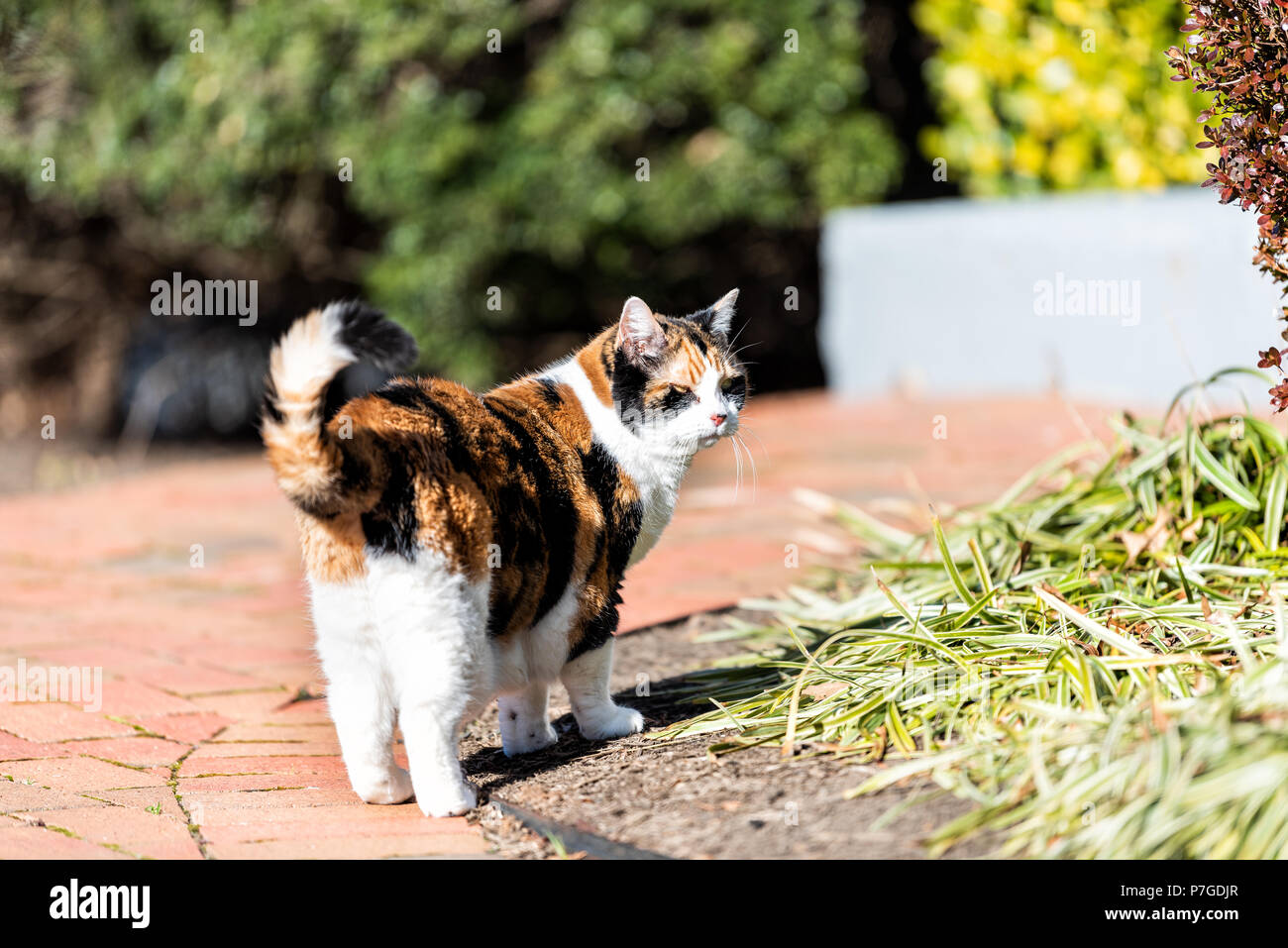 Zurück von neugierig Calico Katze draußen, im Freien, im Garten, gepflasterter Weg, mit Büschen, vor oder Hinterhof oder Haus, geschlossene Augen, squinti Stockfoto