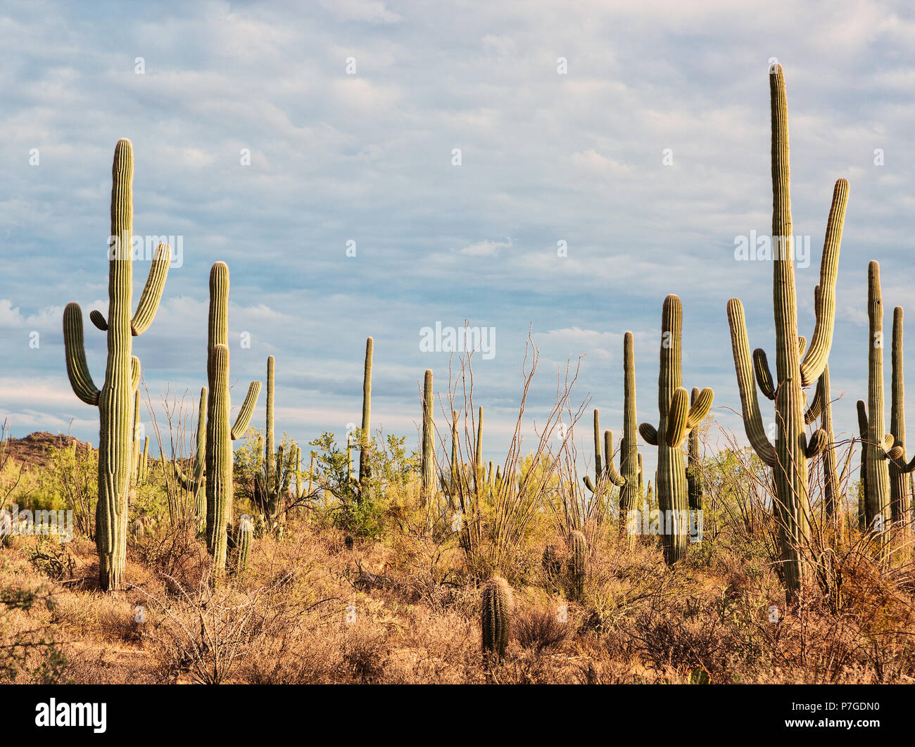 Landschaft der Wüste mit Saguaro Kakteen. Getonten Bild Stockfoto