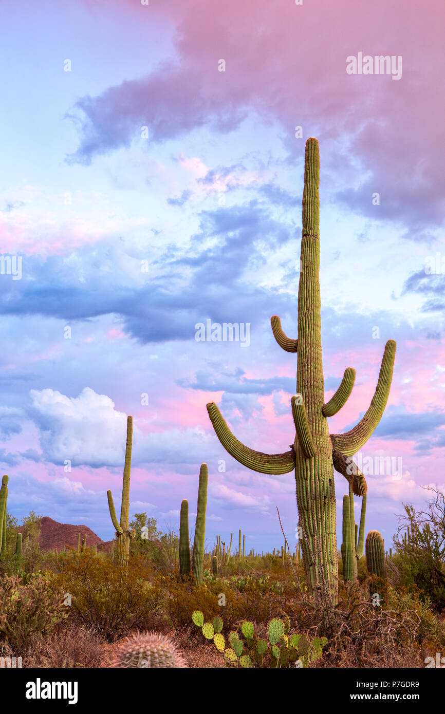 Sonnenuntergang in den Saguaro National Park, in der Nähe von Tucson, südöstlichen Arizona, Usa. Big Saguaro Kaktus (Carnegiea gigantea) steht gegen eine Stockfoto