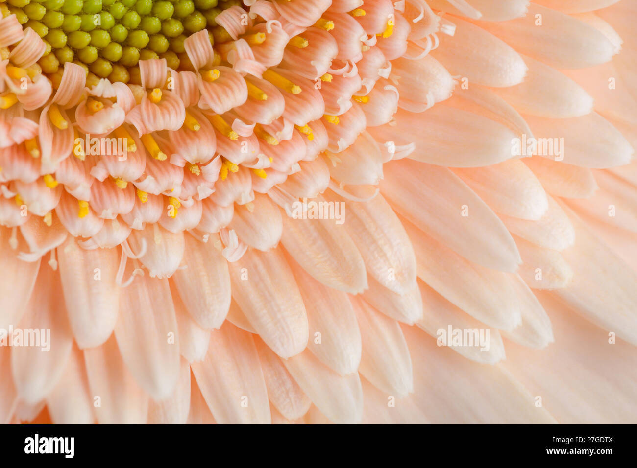 In der Nähe von apricot Farbe gerbera. Stockfoto