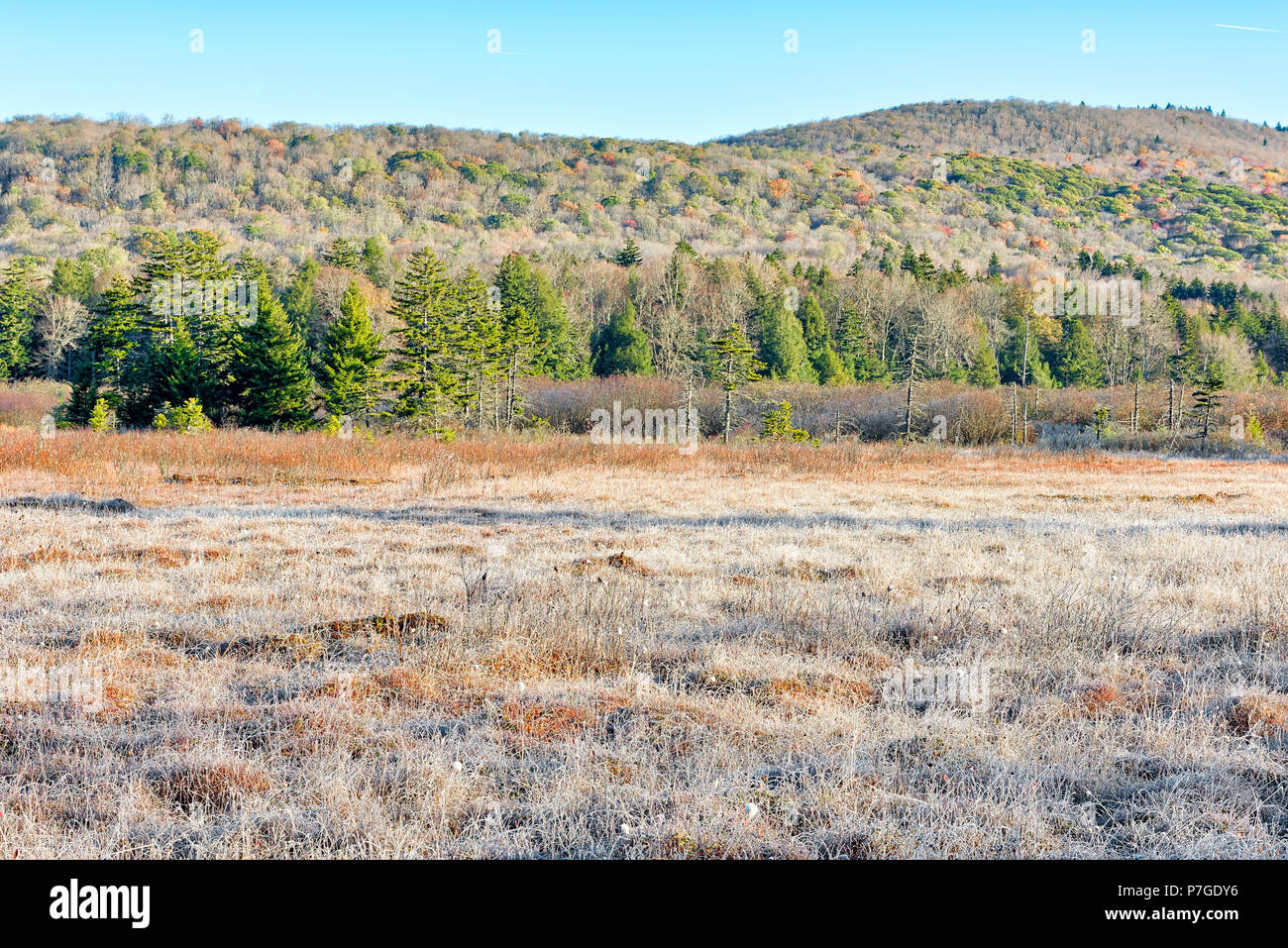 Landschaft von Frost, Frosty white winter Feld Wiese mit Büschen, Morgensonne in der Moosbeere Wildnis Lichtungen bog, West Virginia und Eis bedeckt p Stockfoto