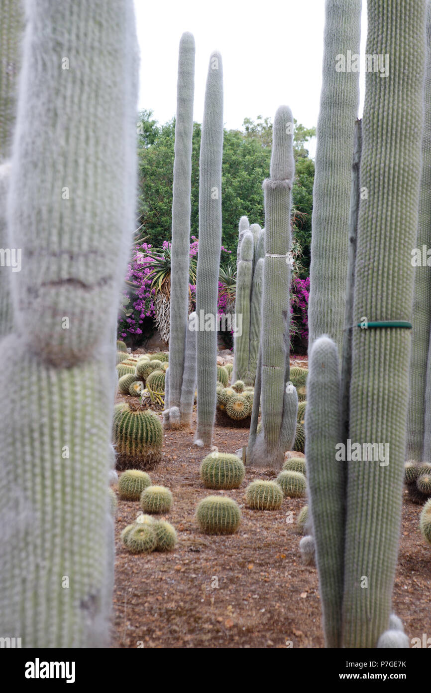 Kakteen in Botanicactus Garten, Mallorca, Balearen, Spanien. Cephalocereus  Senilis, Origenes, Mexiko Stockfotografie - Alamy