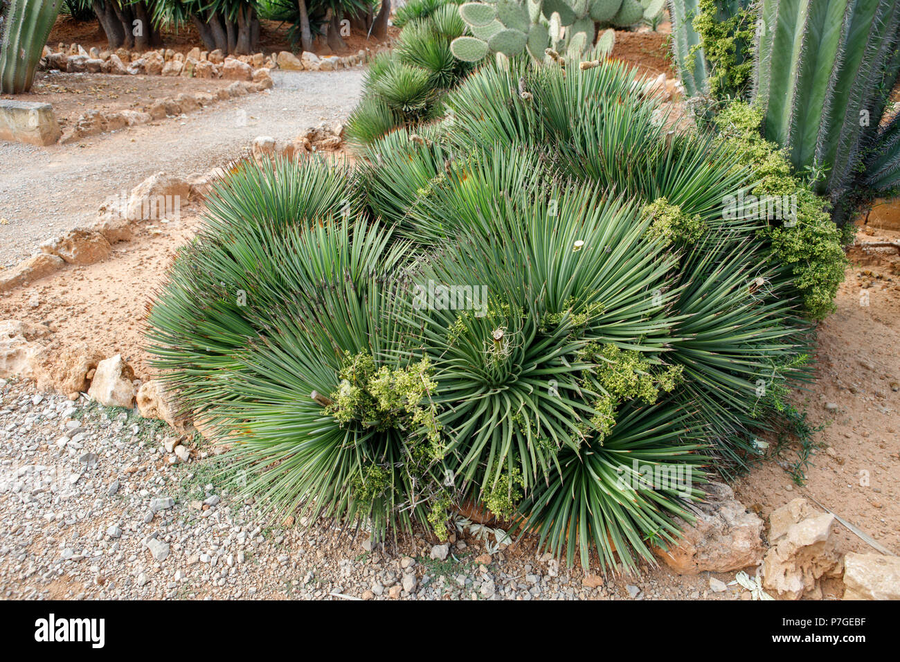 Agave Striata Pflanze, Origenes, Mexiko, in Botanicactus Garten, Mallorca, Balearen, Spanien. Stockfoto