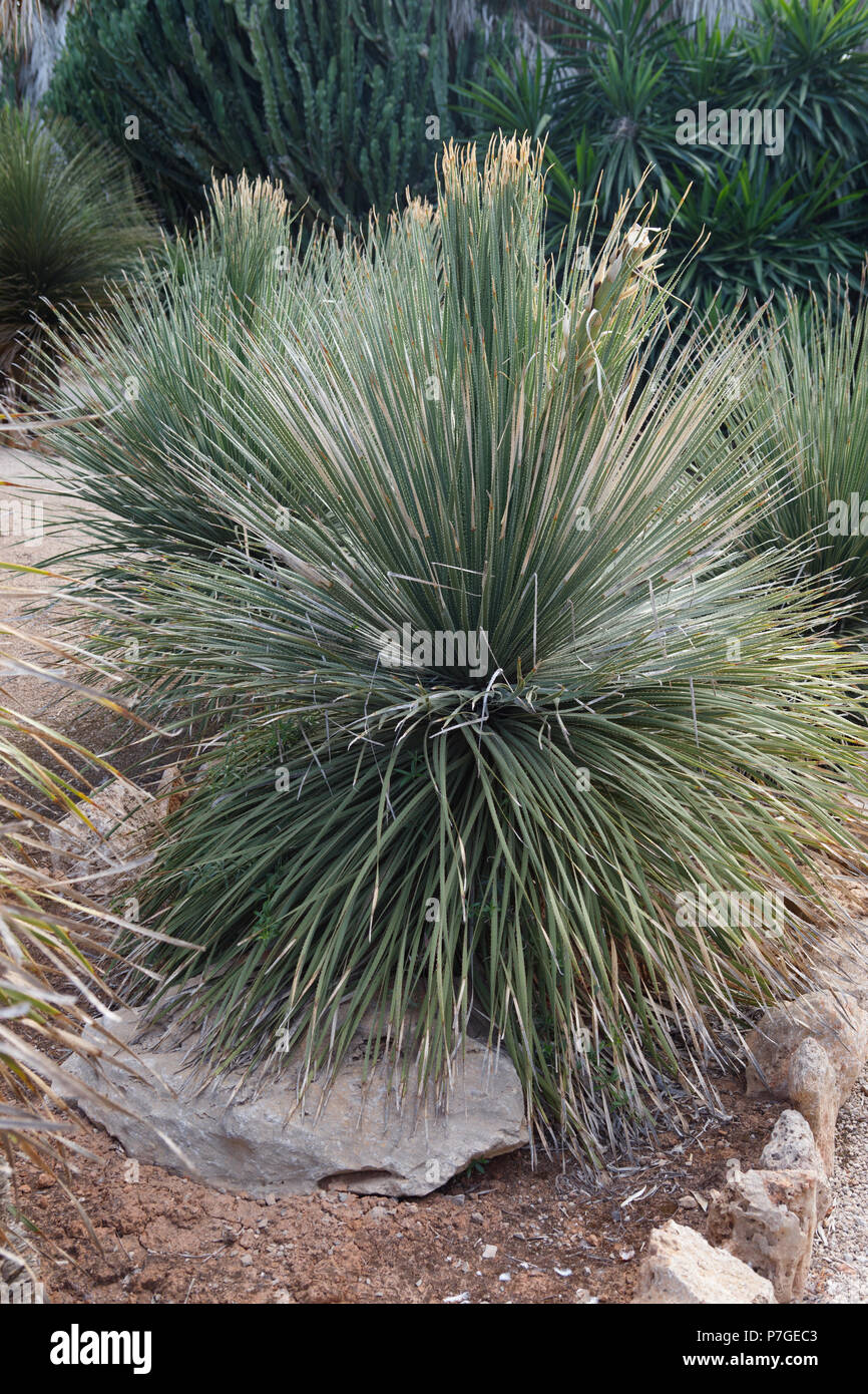 Anlage Dasylirion Serratifolium, Origenes, Mexiko, in Botanicactus Garten, Mallorca, Balearen, Spanien. Stockfoto