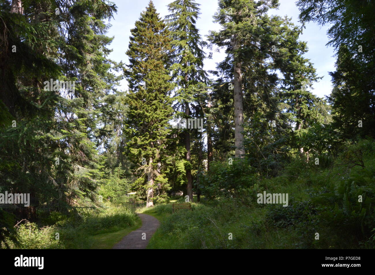 Dunkeld Perthshire, den Fluss Tay und Woods bei Dunkeld Kathedrale Stockfoto
