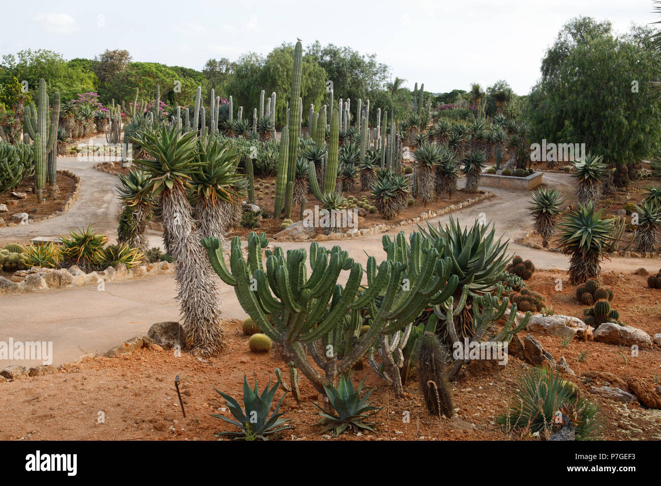 Kaktus Garten Panoramablick in Botanicactus, Mallorca, Balearen, Spanien Stockfoto