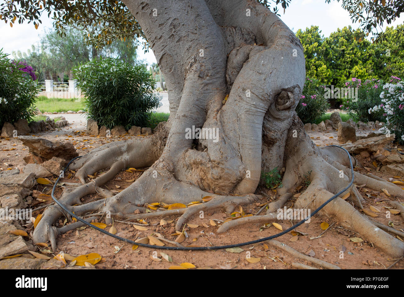 Riesige Wurzeln des Ficus Robusta Baum, Origenes, Florida, im Botanicactus, Mallorca, Balearen, Spanien Stockfoto