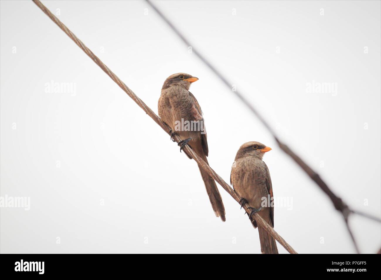 Yellow-billed Shrike (Corvinella corvina togoensis) in Ghana, Westafrika Stockfoto