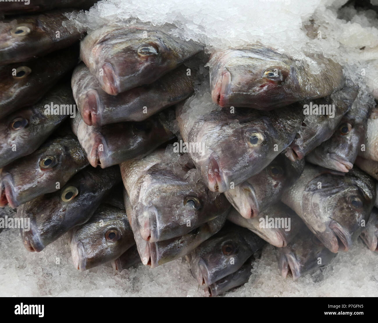 Wild porgies am Fischmarkt Stockfoto