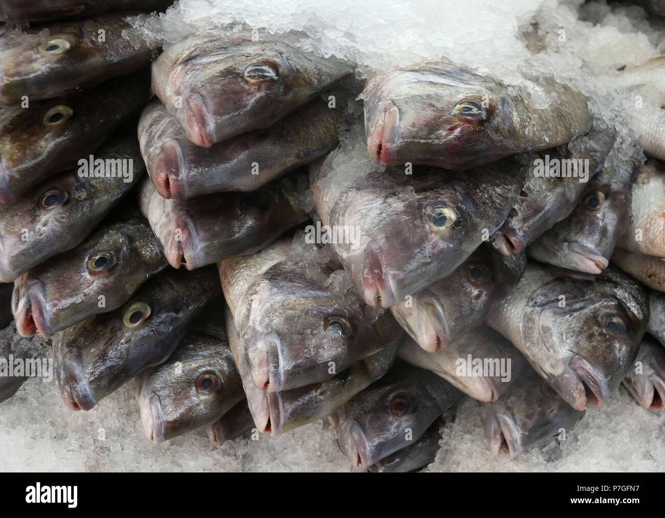 Wild porgies am Fischmarkt Stockfoto
