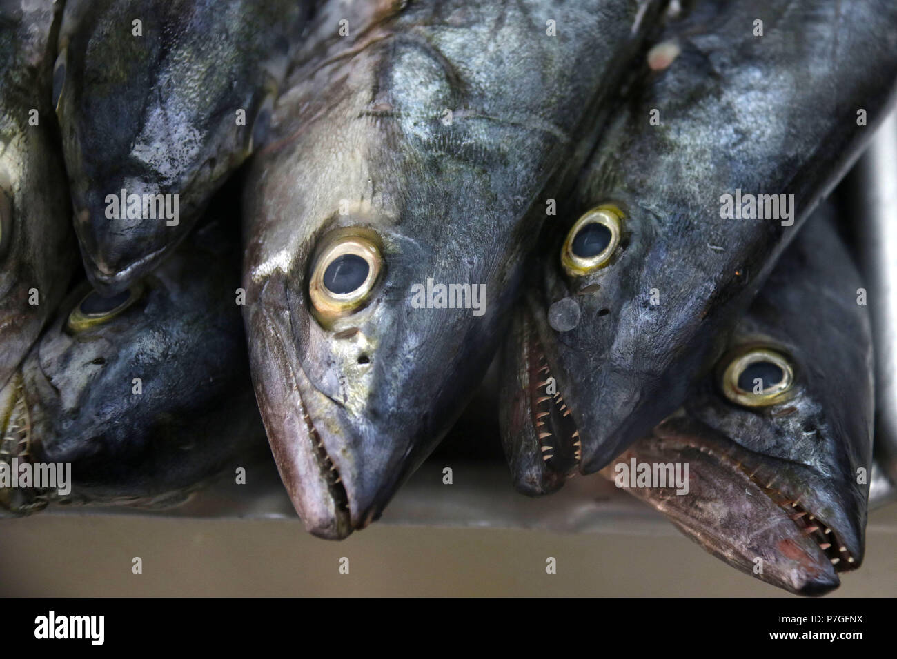 Spanische Makrelen am Fischmarkt Stockfoto