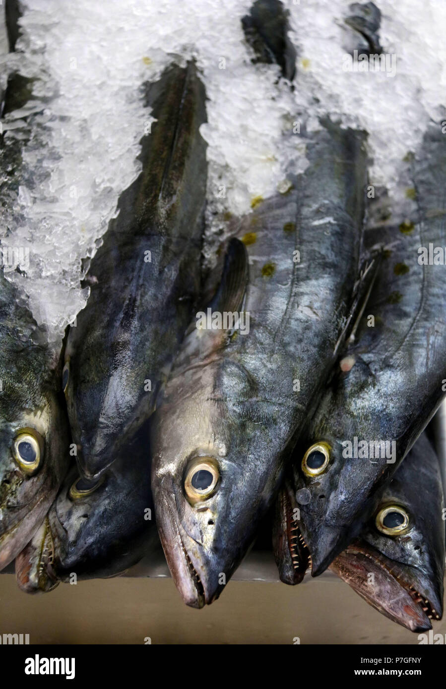 Spanische Makrelen am Fischmarkt Stockfoto