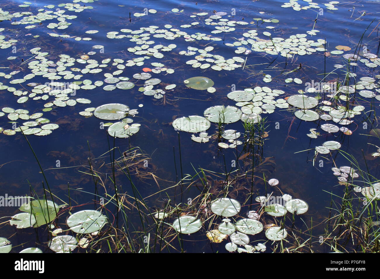 Seerosen im Wasser Stockfoto