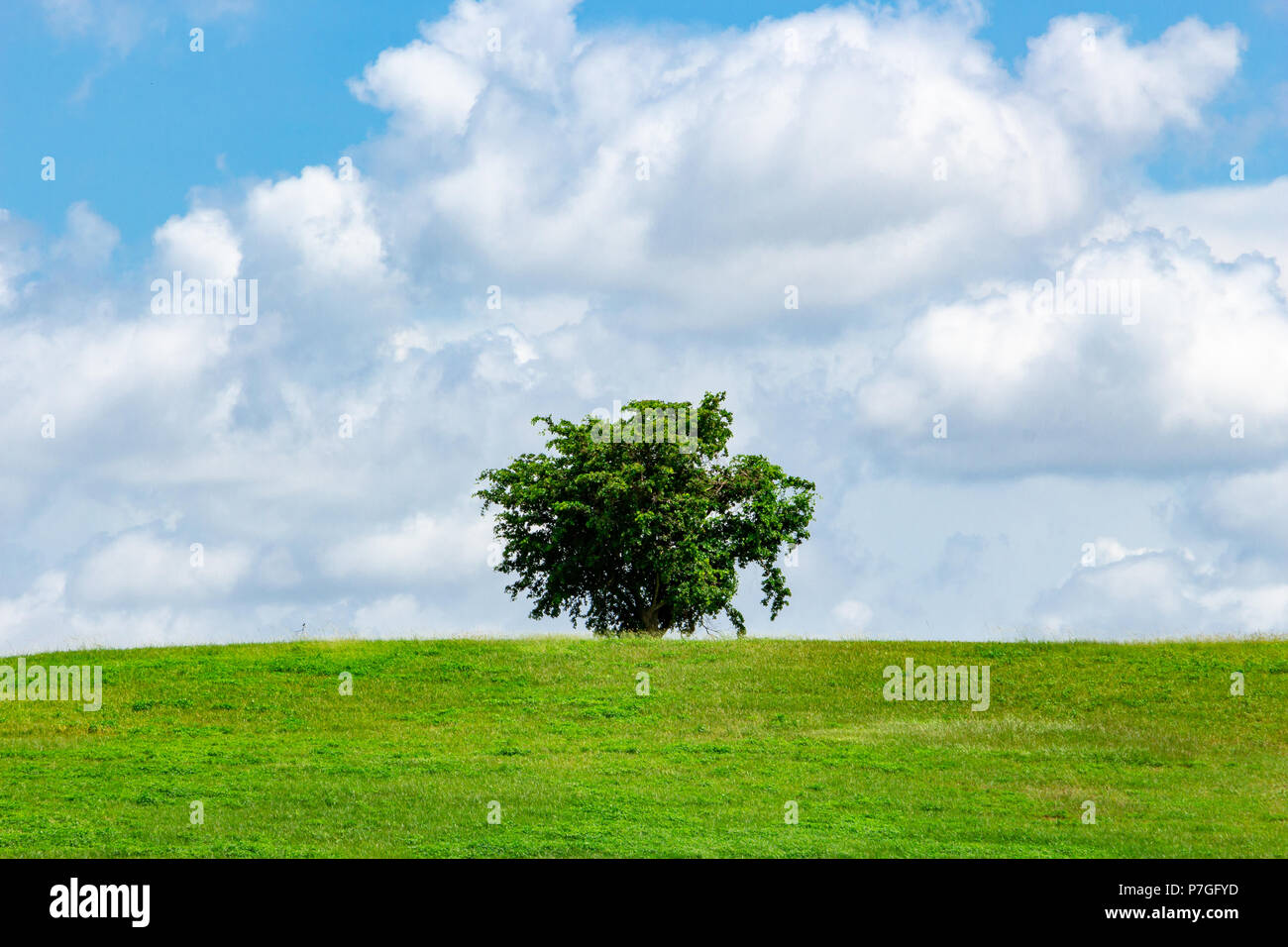 Single einsamer Baum auf grünem Gras Hügel mit blauem Himmel und weißen Wolken - Vista View Park, Davie, Florida, USA Stockfoto